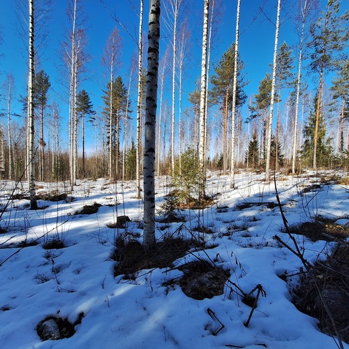 Metsätila, Vehkasuontie 148, Parikkala, Oravaniemi, 14,10 ha, 60 000,00 €