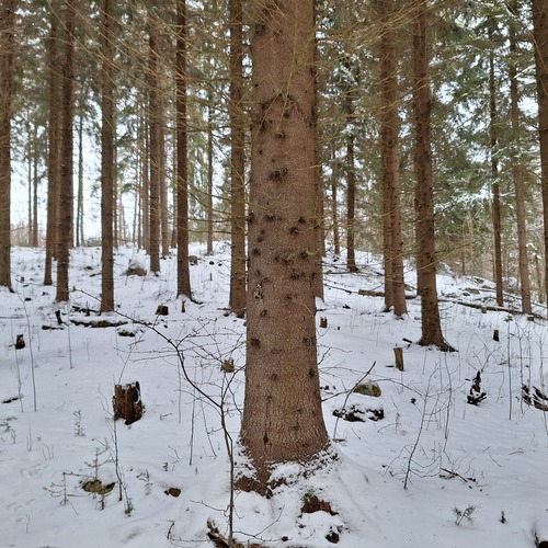 Metsätila, Likolahdentie, Parikkala, Koitsanlahti, 2,14 ha, 30 000,00 €