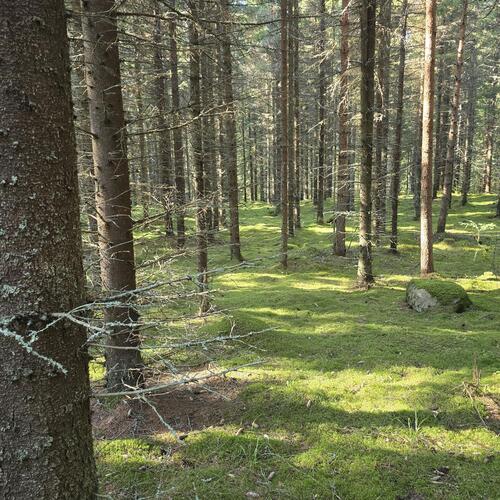 Metsätila, Hiiesjärventie, Savonlinna, Punkaharju, Ruhvana, Metsätila, 2,27 ha, 38 500,00 €