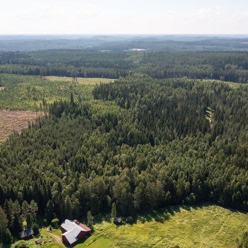 Metsäpalsta Käkikumpu II