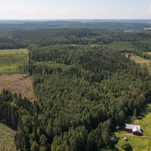 Metsäpalsta Käkikumpu II