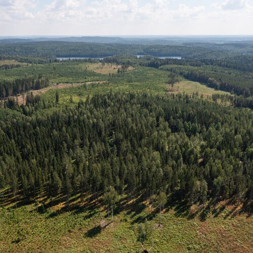 Metsäpalsta Käkikumpu II