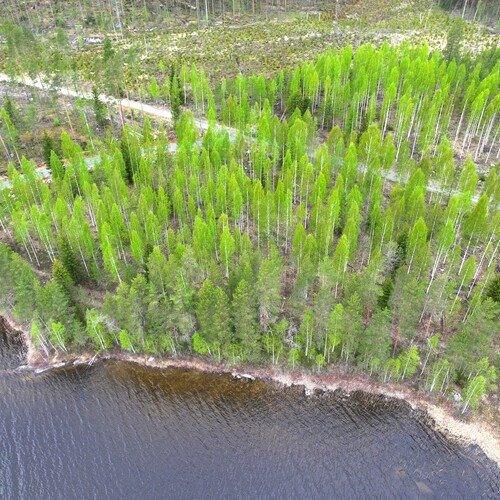 Vapaa-ajan tontti, Koukkuniementie, Mikkeli, Närvälä, Rantatontti, Mikkeli, Puula n. 6000m2, 6 000 m², 44 000 €