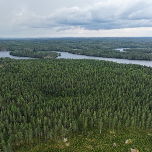 Metsätila, Mäntyharju, Kolisevantie , Metsätila n. 24,2 ha, 24,20ha, 129 500,00 €