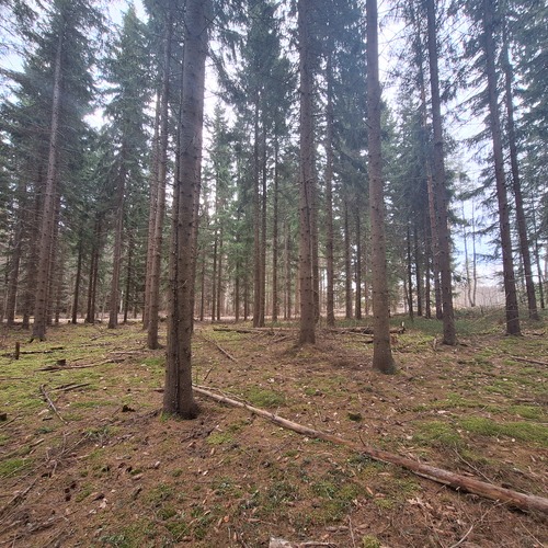Metsätila, Ristimäentie 233, Parikkala, Ristimäki, 3,37 ha, 36 000,00 €