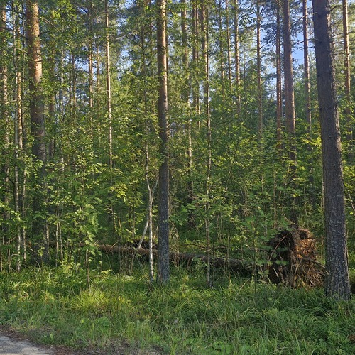 Omakotitalotontti, Kanervatie, Savonlinna, Punkaharju, kaksi omakotitalotonttia ja yksi tontti lähivirkistysalueella, 9 930,00 m², 11 000,00 €