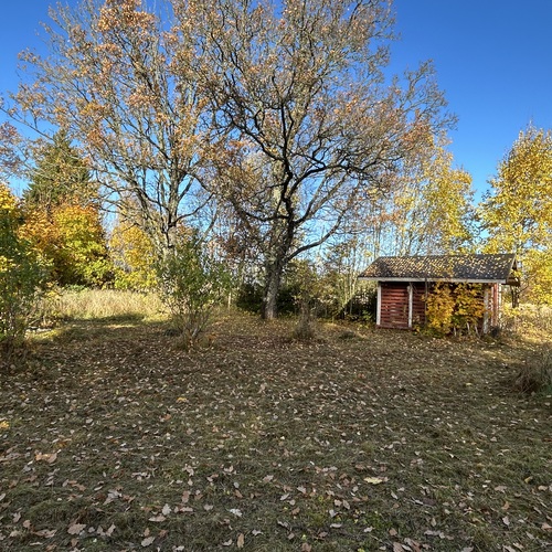 Etupihaa, tammipuita, puuliiteri