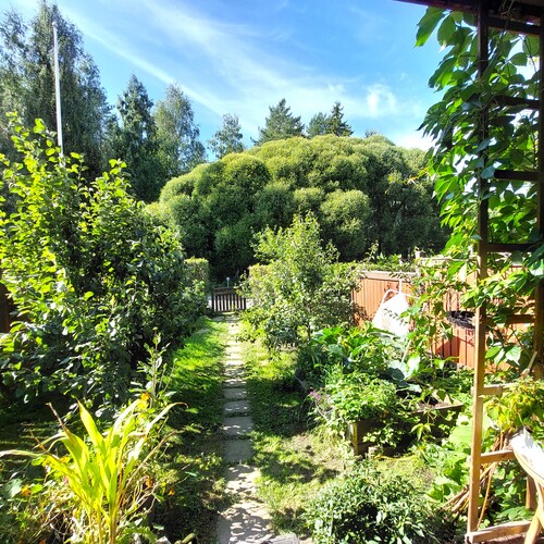 Takapiha