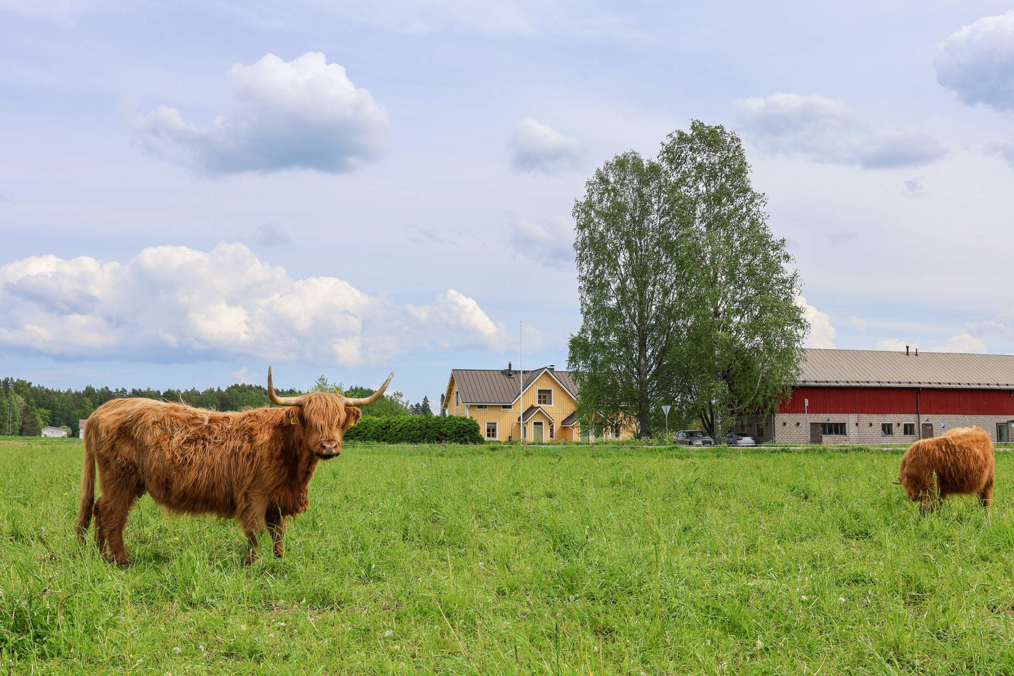 Järven rannassa olevalta laitumelta näkyy päätalo ja muut rakennukset