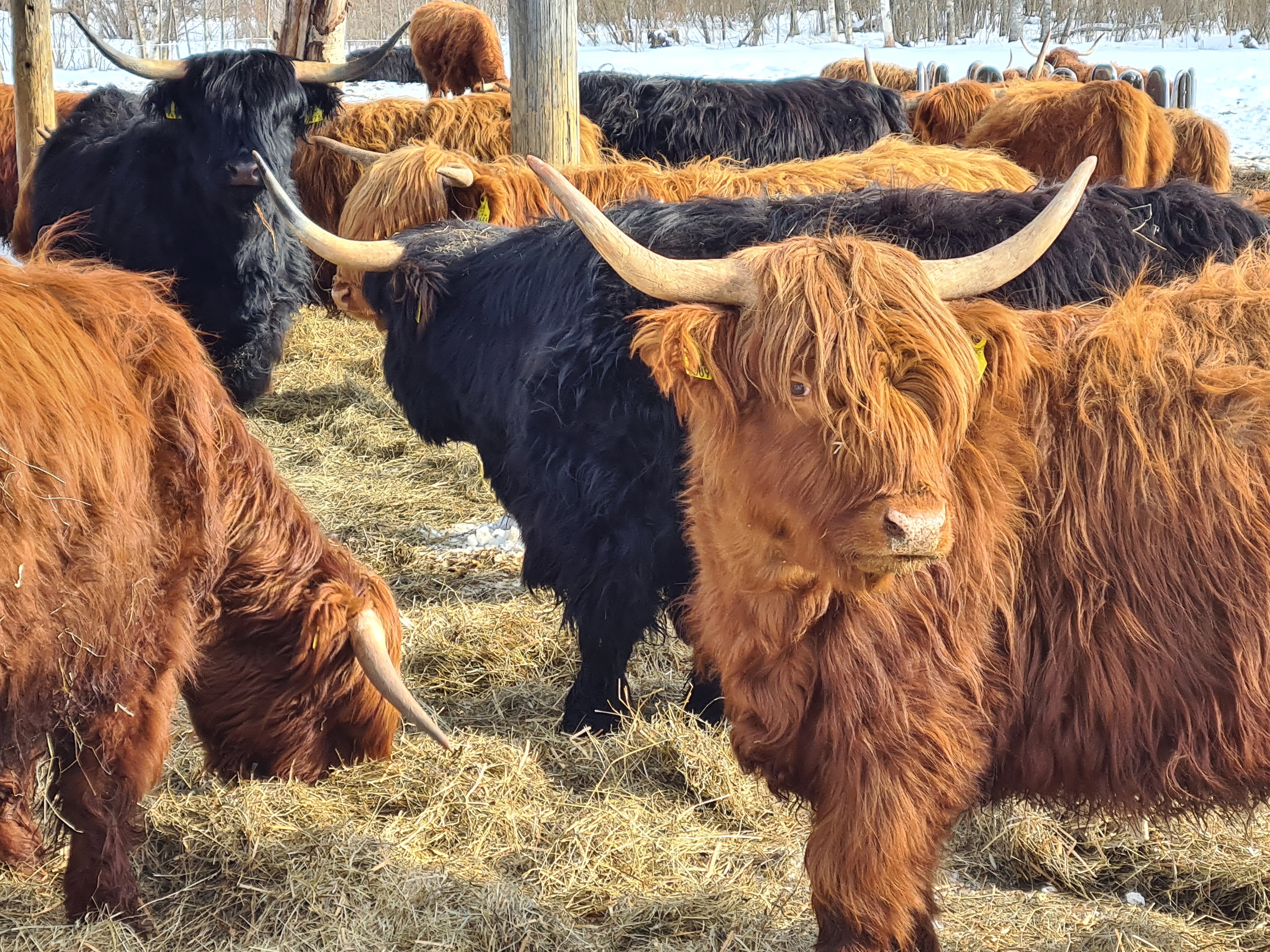 maatila, Jäppiläntie 1383, Jäppilä