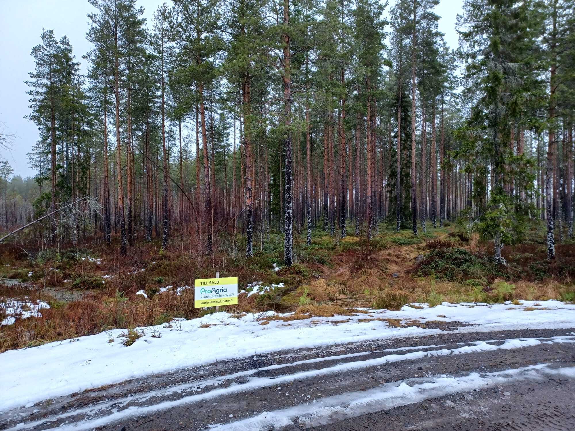 metsätila, del av/osa 599-415-11-13 Skogsskiftet, ESSE