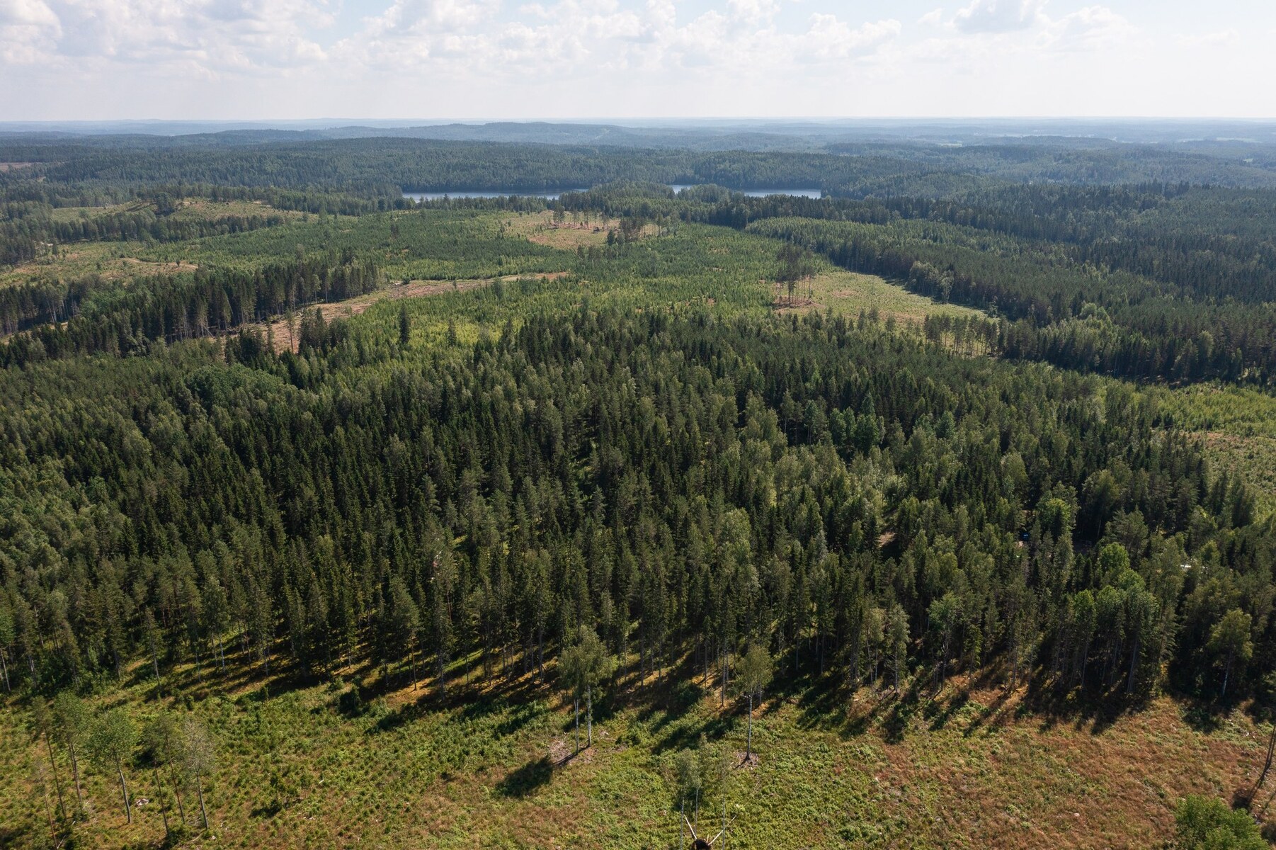 Metsäpalsta Käkikumpu II