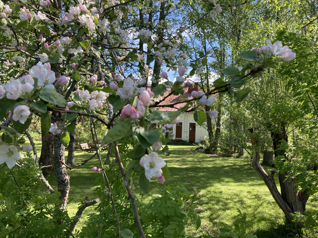 Puutarhassa on myös kukkia