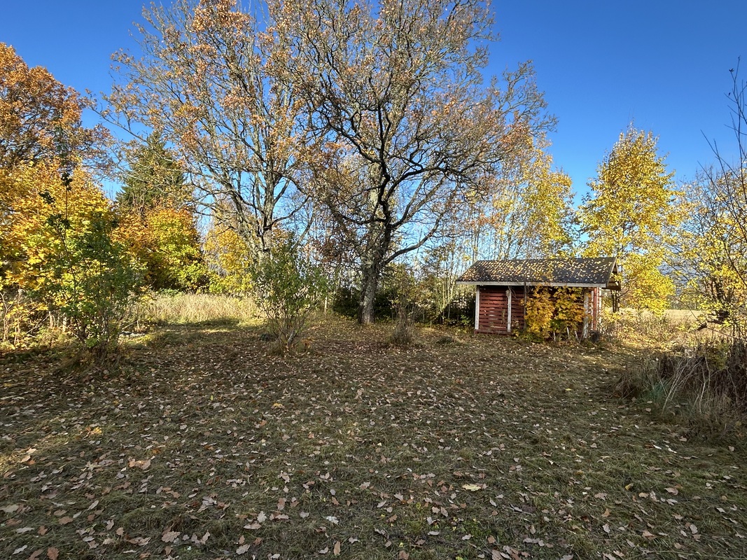 Etupihaa, tammipuita, puuliiteri